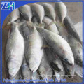 frozen indian mackerel fish indian mackerel importers